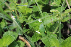Trochomeria sagittata