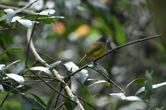 Culicicapa ceylonensis