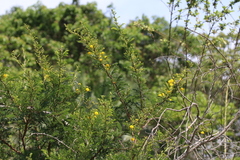 Vachellia natalitia