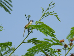 Prinia flaviventris rafflesi