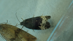 Apotomis sauciana