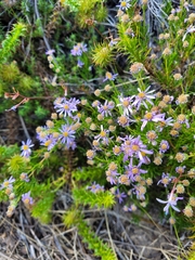 Felicia filifolia