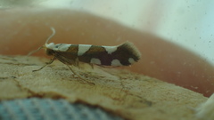 Argyresthia brockeella