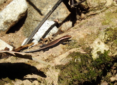 Eutropis multifasciata