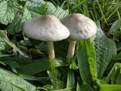Leucoagaricus leucothites