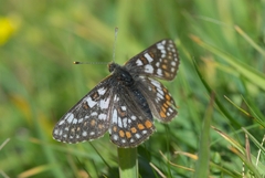Euphydryas cynthia