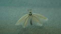 Elachista argentella