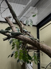 Chrysopelea