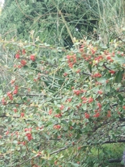 Pyracantha angustifolia