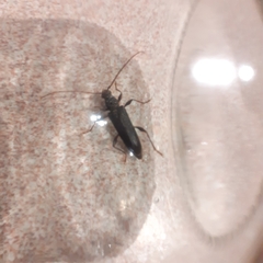 Callidiopis scutellaris