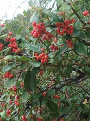 Pyracantha angustifolia