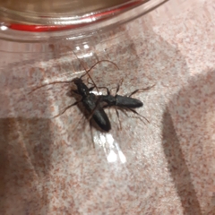 Callidiopis scutellaris