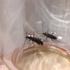 Callidiopis scutellaris