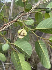 Annona senegalensis