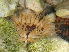 Actiniidae