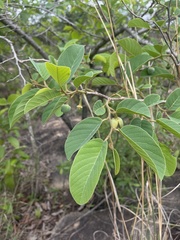 Annona senegalensis