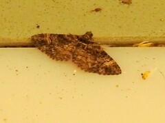 Eucymatoge