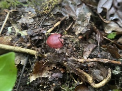 Cortinarius sanguineus