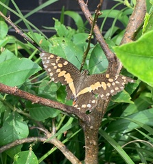 Papilio demodocus