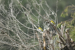 Zosterops palpebrosus