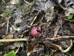 Cortinarius sanguineus