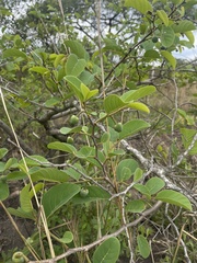 Annona senegalensis