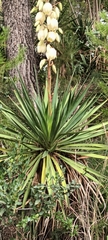 Yucca