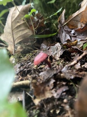 Cortinarius sanguineus