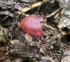 Cortinarius sanguineus