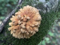 Hypocreopsis rhododendri