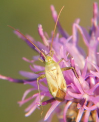 Adelphocoris lineolatus