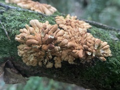 Hypocreopsis rhododendri