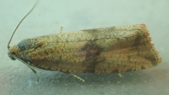 Celypha striana