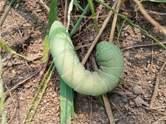 Marumba quercus