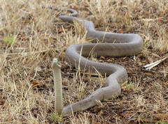 Dendroaspis polylepis