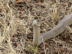 Dendroaspis polylepis