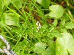 Cardamine