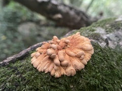 Hypocreopsis rhododendri