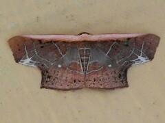 Tessarotis rubrata