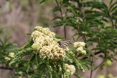 Cigaritis natalensis