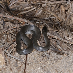 Cryptophis nigrescens
