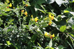Crotalaria natalitia