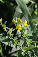 Crotalaria natalitia