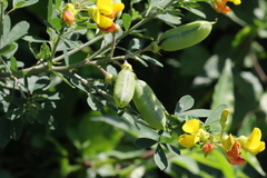 Crotalaria natalitia