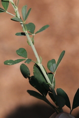 Crotalaria natalitia