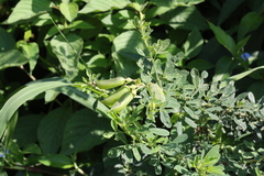 Crotalaria natalitia