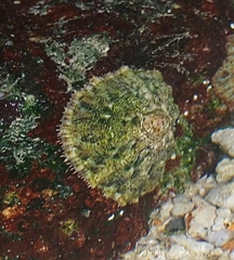 Mollusca