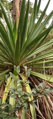 Yucca