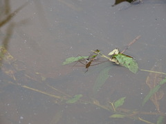Limnogonus fossarum