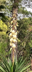 Yucca